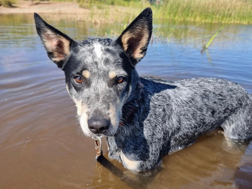 A young blue heeler stands in brown water in the Pilbara