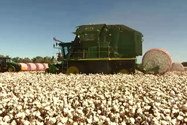 A cotton harvester with a bale in a field of cotton.