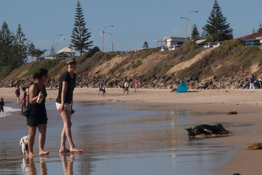 Bacon enjoys a roll on the beach.