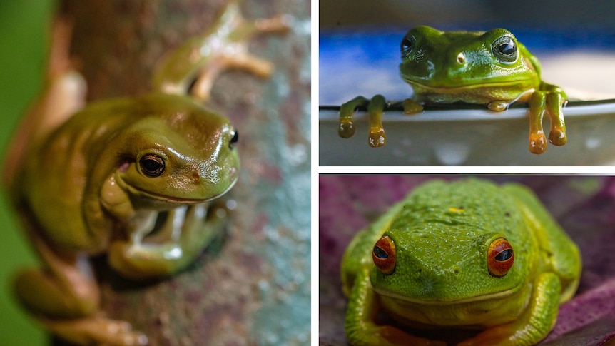 Three images of green frogs 