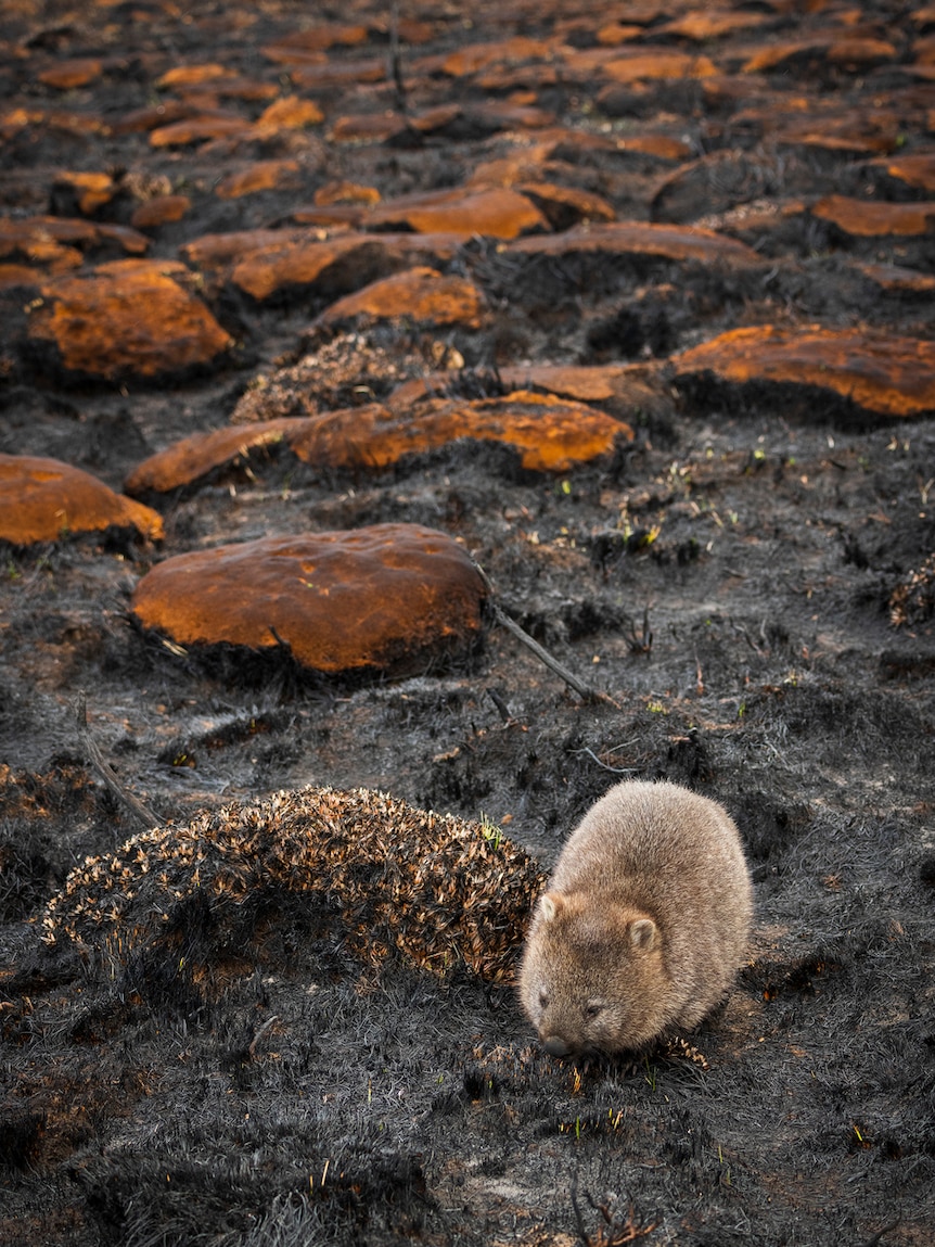 A wombat forages for food north of Liawenee