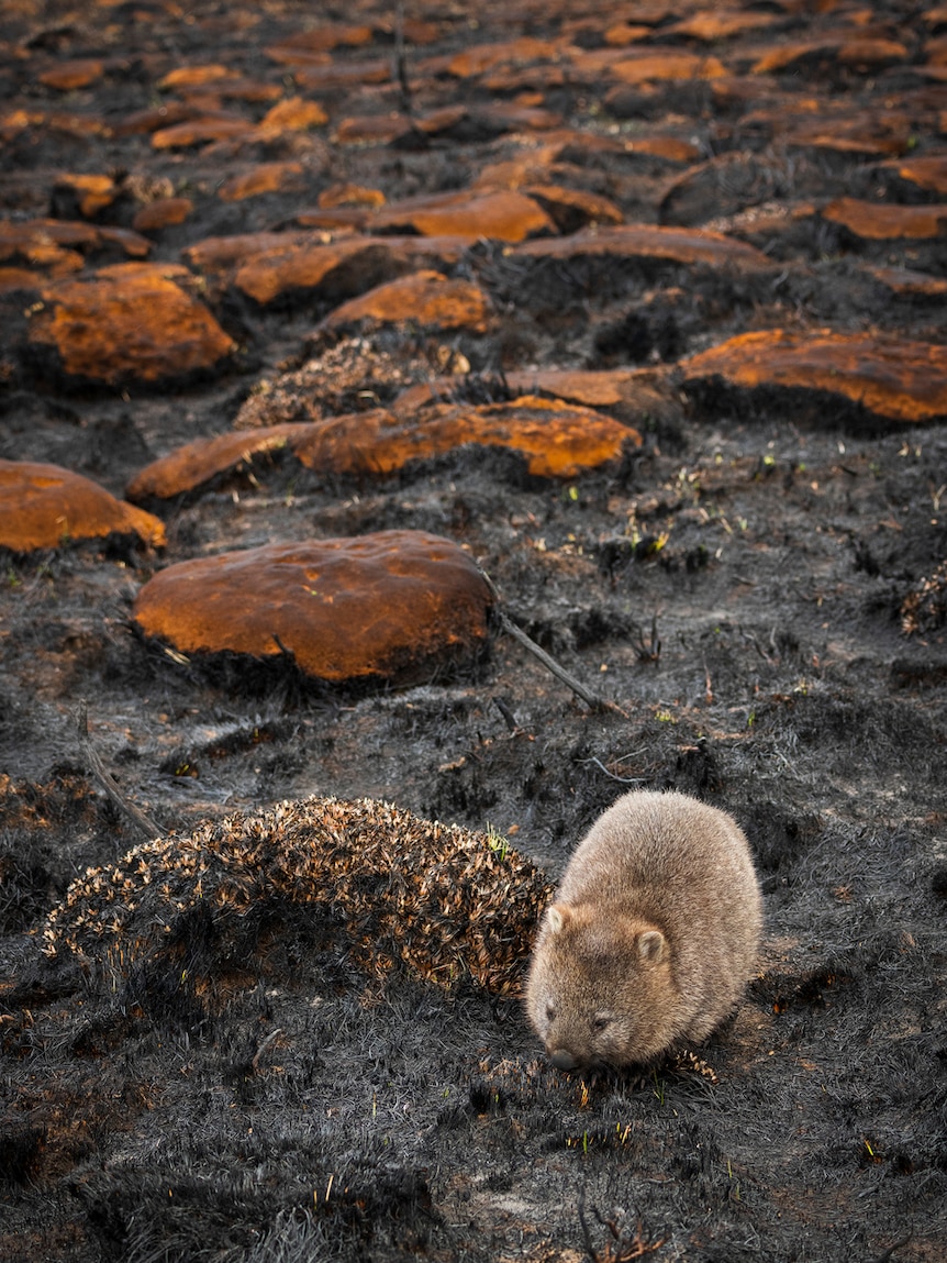 A wombat forages for food north of Liawenee, 2019