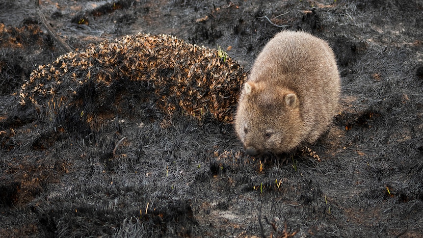 A wombat forages for food north of Liawenee