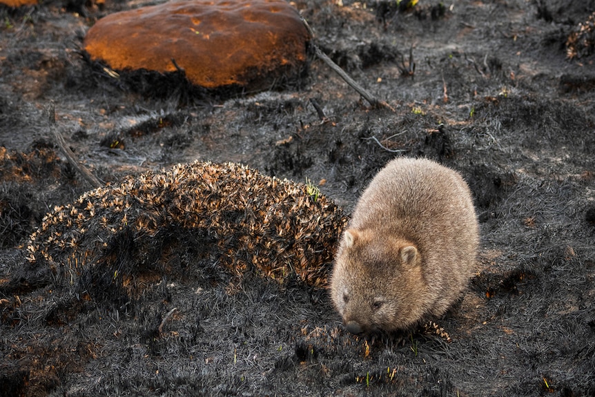 A wombat forages for food north of Liawenee, 2019