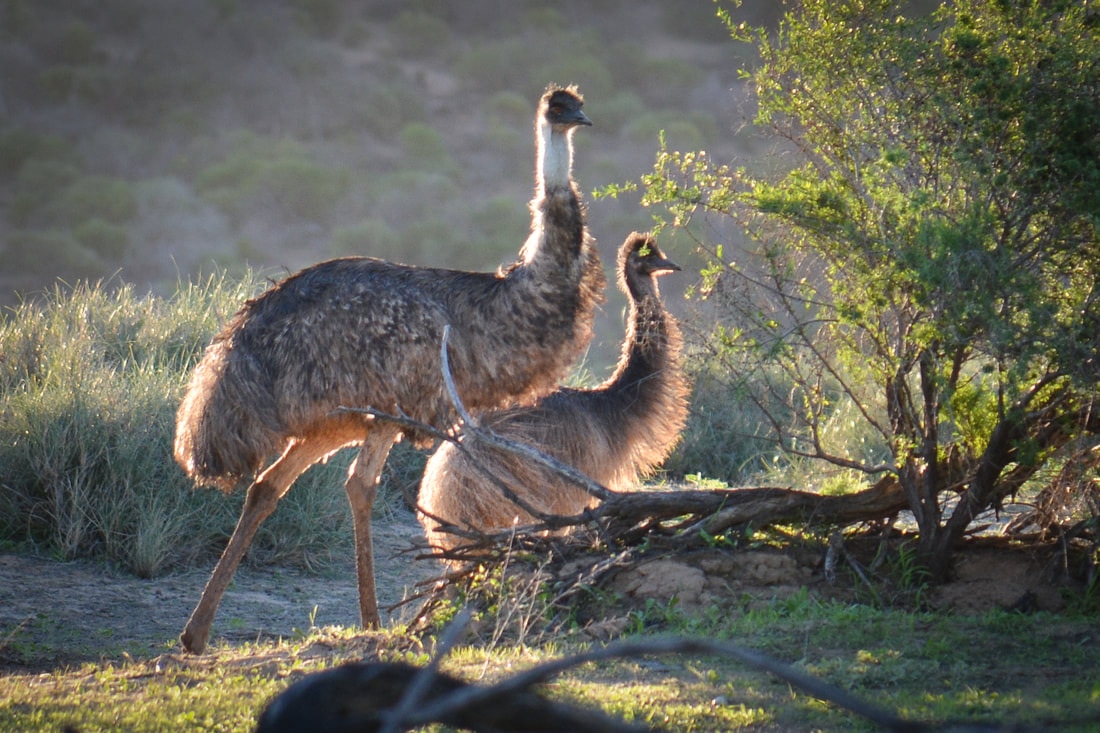 Tourists at 'right place, right time' find emus swimming in WA river