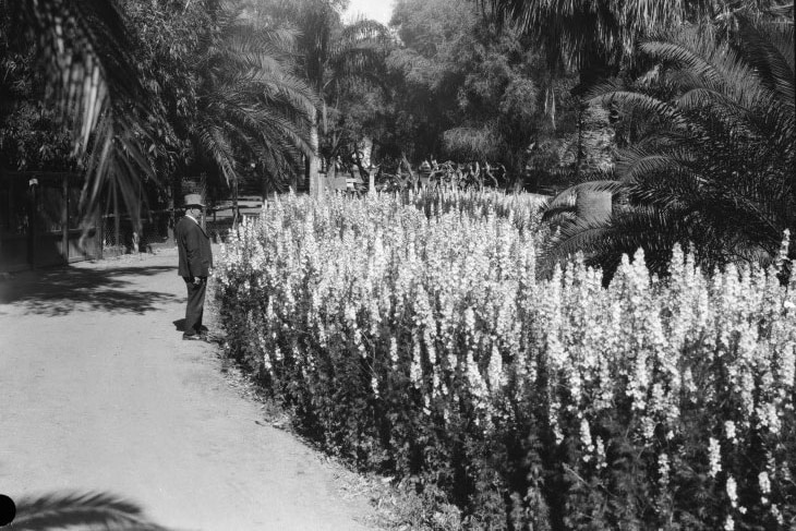 Black and white photo - Man looking at lupins at Perth Zoo, 1929