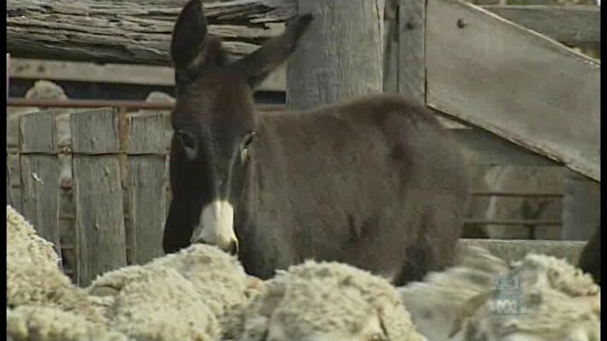 Wool farmer uses donkeys to deter dogs