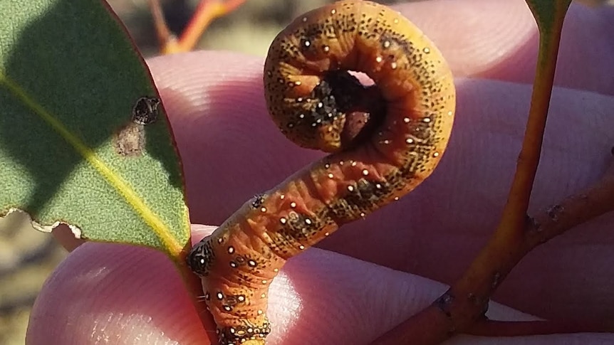 An orange and brown caterpillar is curled on a person's hand eating a leaf