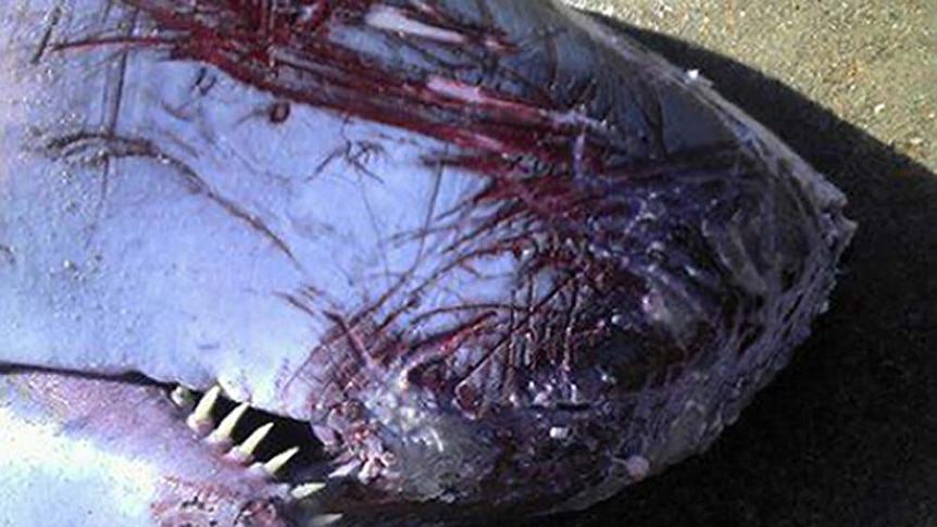 Whale washes up on beach