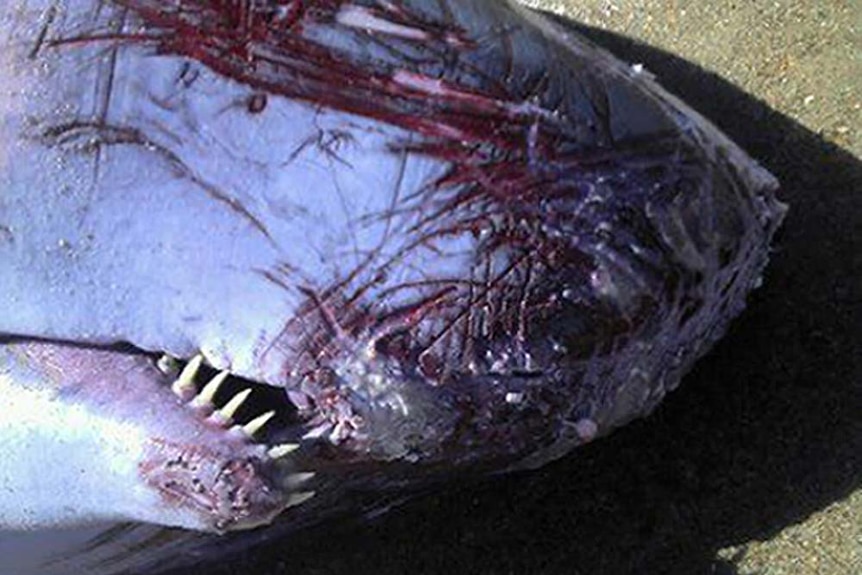 Whale washes up on beach