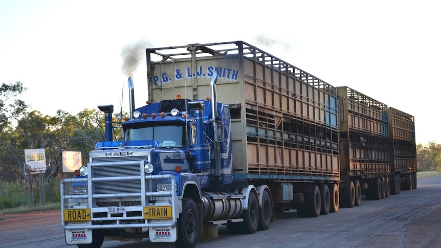 Cattle are transported to Darwin for live export