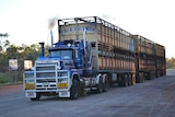 Cattle are transported to Darwin for live export