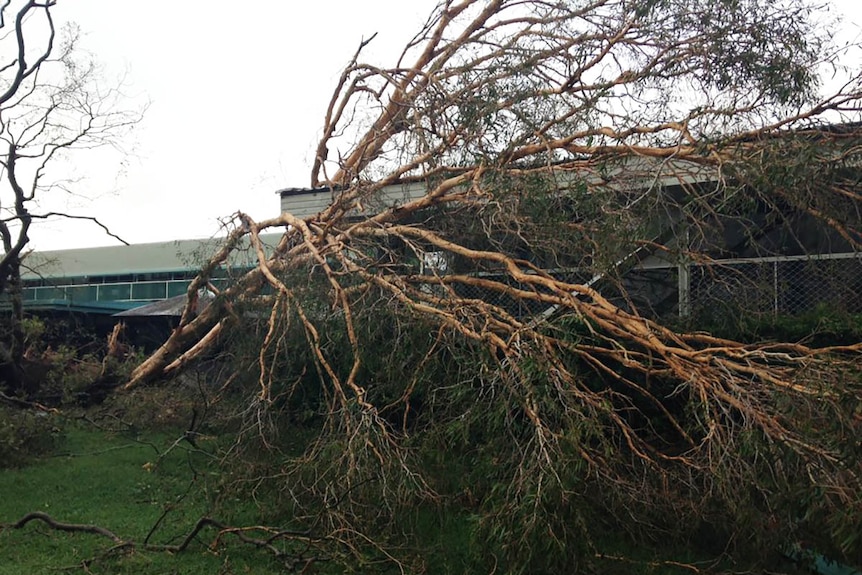 Fallen trees have made a mess at the Proserpine High School