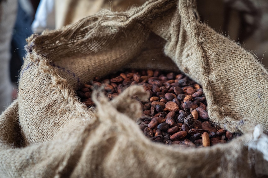 A close up of a woven wheat bag filled with dark brown cocoa beans.