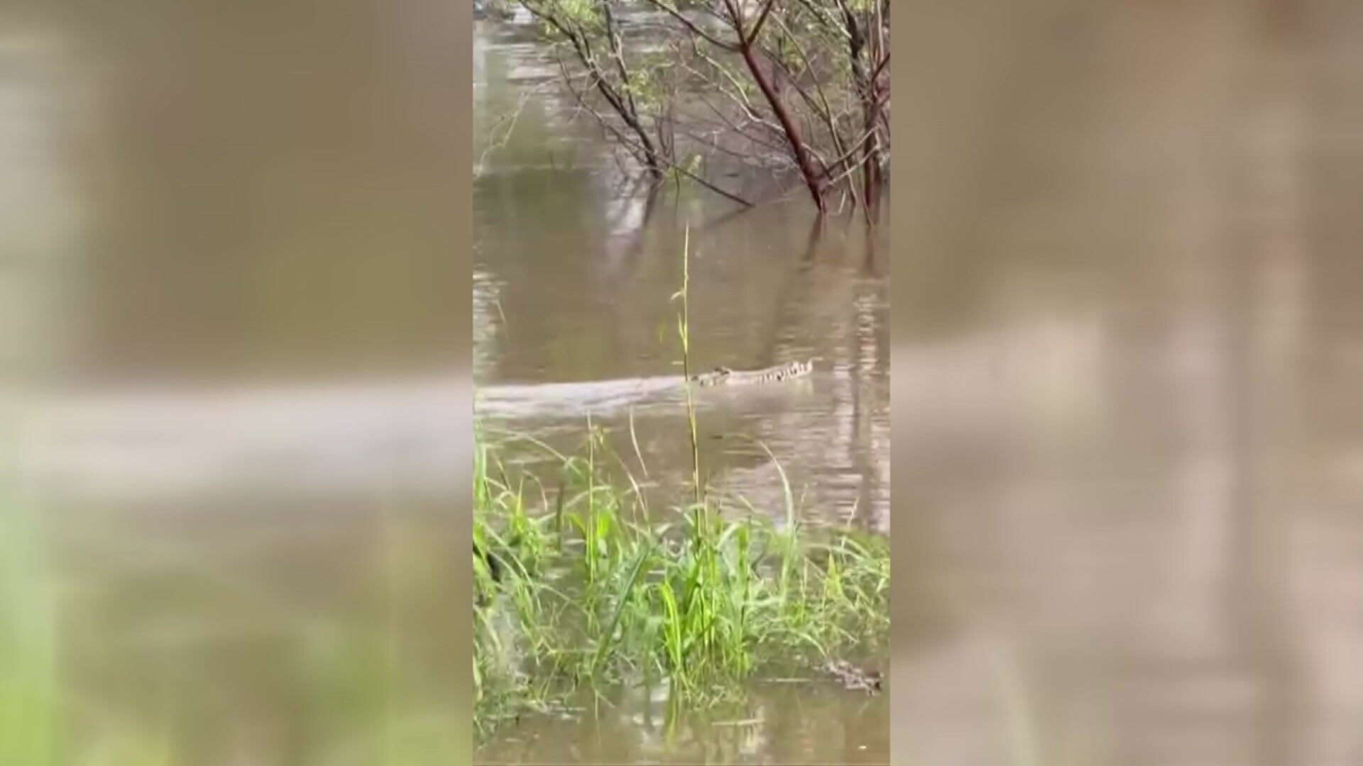 A crocodile floating near the surface of brown floodwaters.