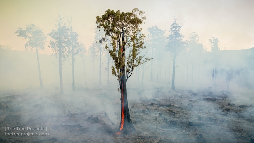 A tree burning.