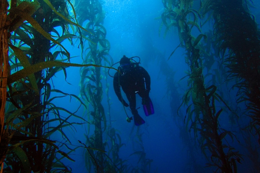 Kelp forest Sam 2006
