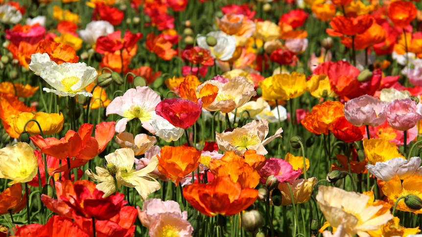 A sea of flowers in bloom in the botanical gardens.