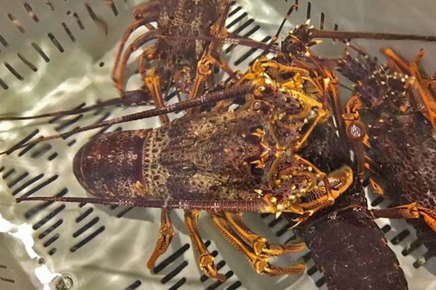 close up of rock lobsters in a plastic basket at a seafood supplier