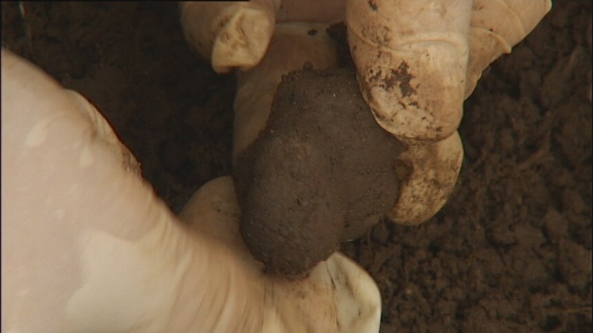 Tasmanian truffle producers are expecting a bumper crop this year.