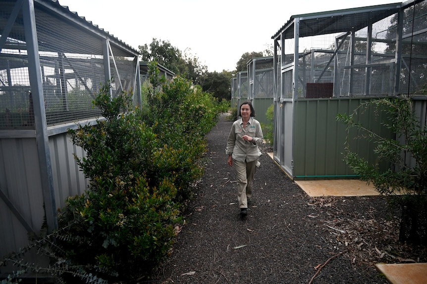 A woman with khaki pants and long-sleeved shirt walks on a gravel path past tin enclosures