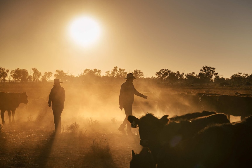 Graziers round up their cattle at sunrise