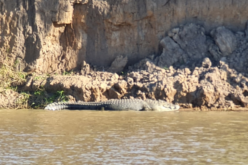 A crocodile on the bank of a river