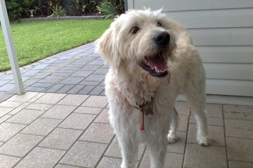 Stan, a small scruffy white dog