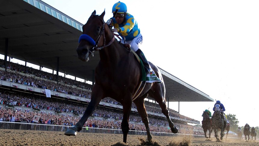 American Pharoah, ridden by Victor Espinoza, runs away to win the Belmont Stakes on June 6, 2015.