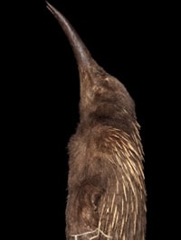 Natural History Museum long-beaked echidna specimen collected from Australia in 1901