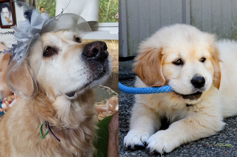 Two photos: on the left an older golden retriever with a bonnet, on the right a puppy chewing his lead