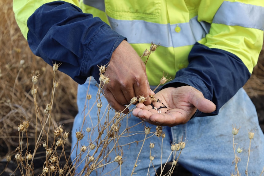 man holding seeds in hand