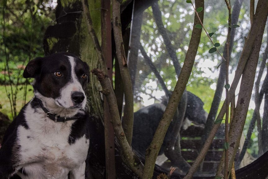 A black and white dog in front of a mirror set into an old tyre in a garden