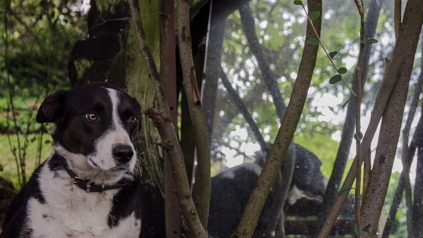 A black and white dog in front of a mirror set into an old tyre in a garden