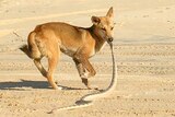 A dingo drags a snake along the sand on Fraser Island.