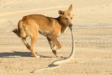 A dingo drags a snake along the sand on Fraser Island.