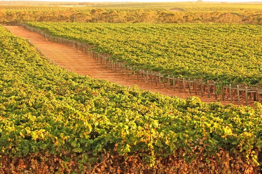 Aerial view of dried fruit vines