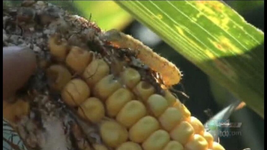 GM food debate to ignite again