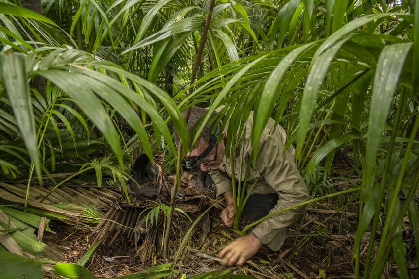 A scientist searches through the ground of a rainforest, crouching underneath palm fronds.