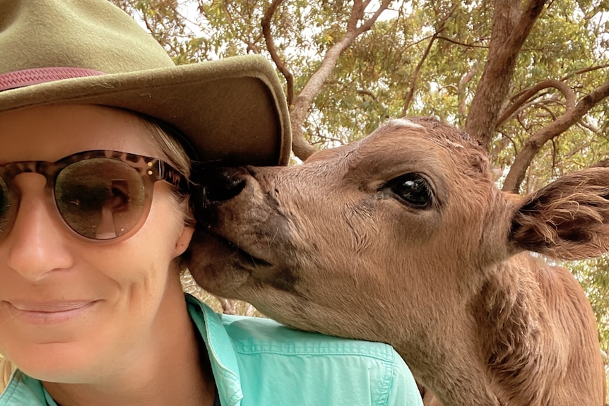 Alison Russell is licked on the ear by a calf