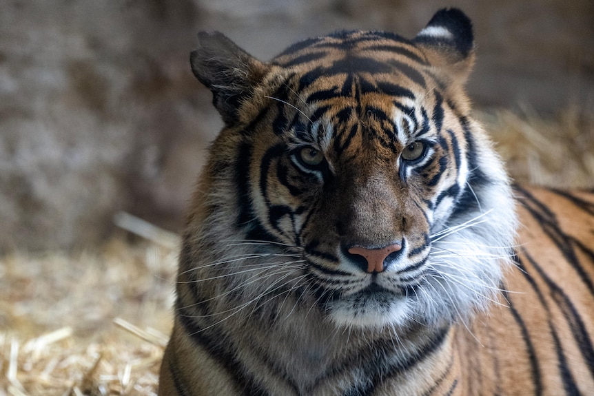 Adelaide Zoo's Sumatran tiger Delilah.