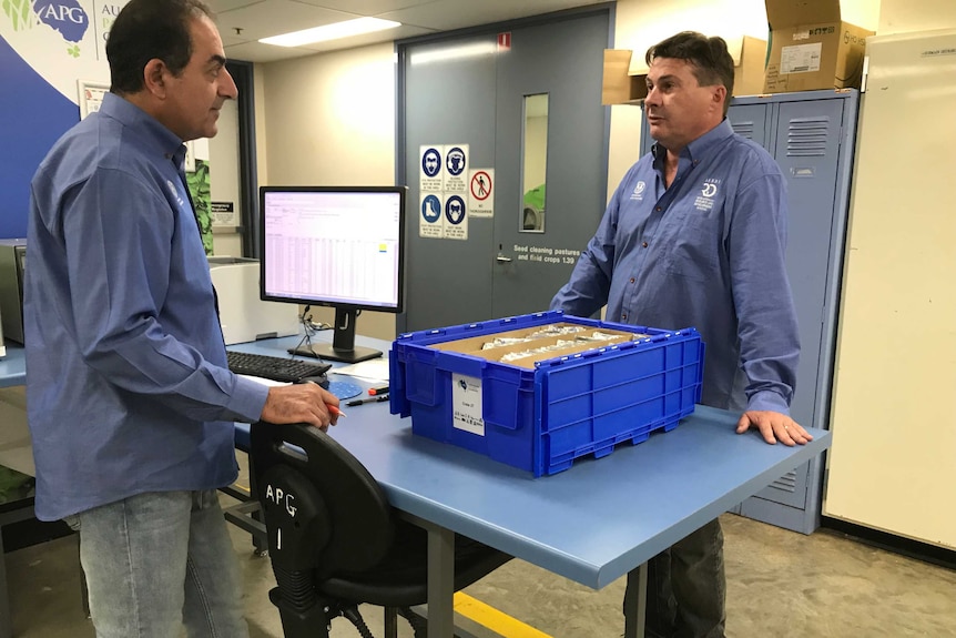 Steve Hughes runs the Australian Pastures Genebank.