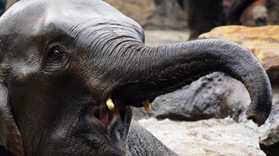 Animal attack: An Australian woman was gored by an elephant in Bali (file photo).