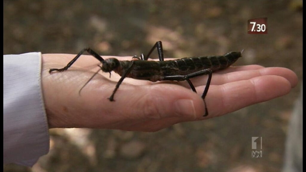 Missing bug returns to give hope - ABC News