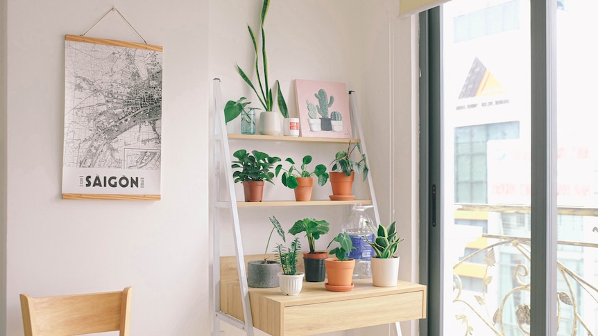 Plants and personal effects on a shelf to show ways to stay stylish in a rental property