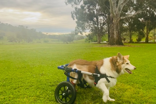 A dog in a wheelchair in a field.