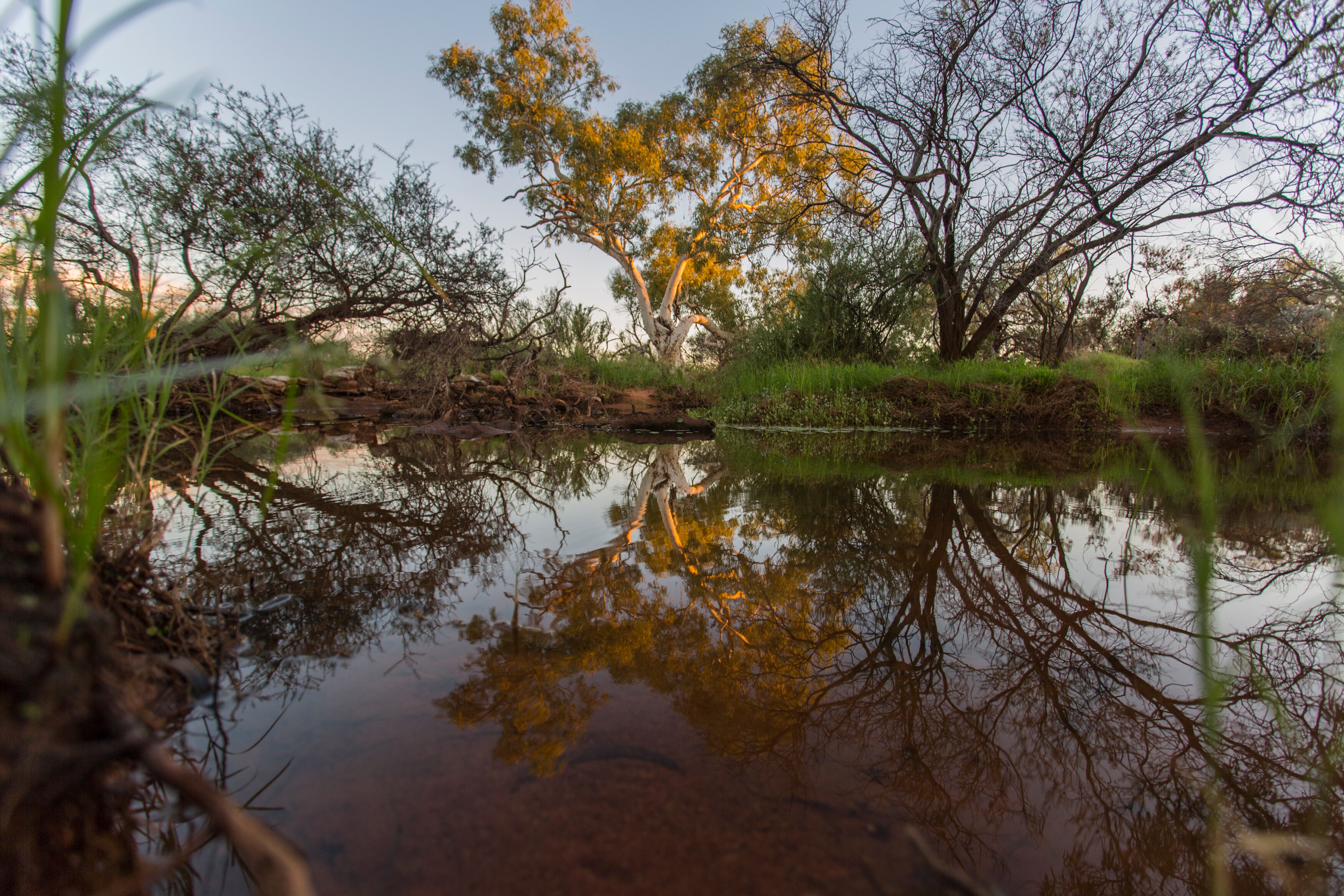 A pool of water in an otherwise dry landscape. It reflects a large eucalypt, and the pink coloured morning sky