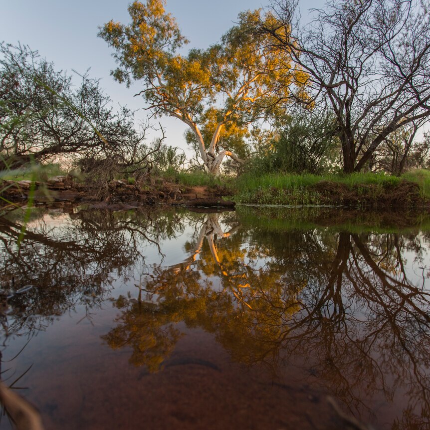 A pool of water in an otherwise dry landscape. It reflects a large eucalypt, and the pink coloured morning sky