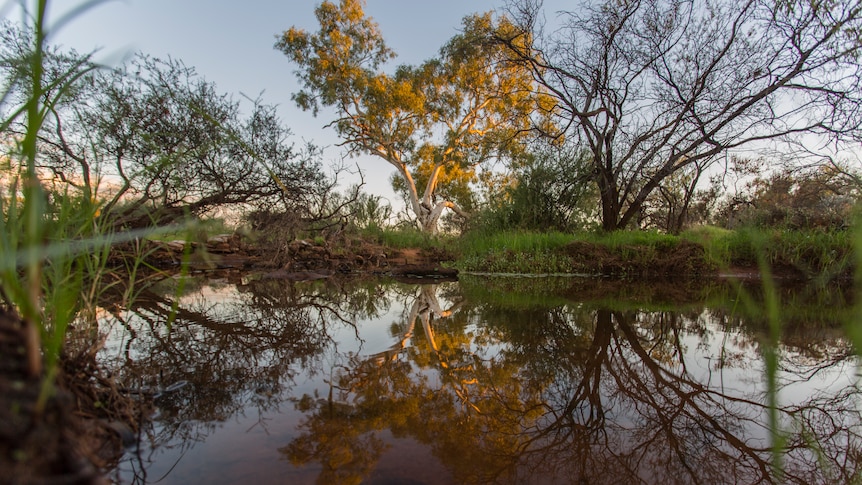 A pool of water in an otherwise dry landscape. It reflects a large eucalypt, and the pink coloured morning sky