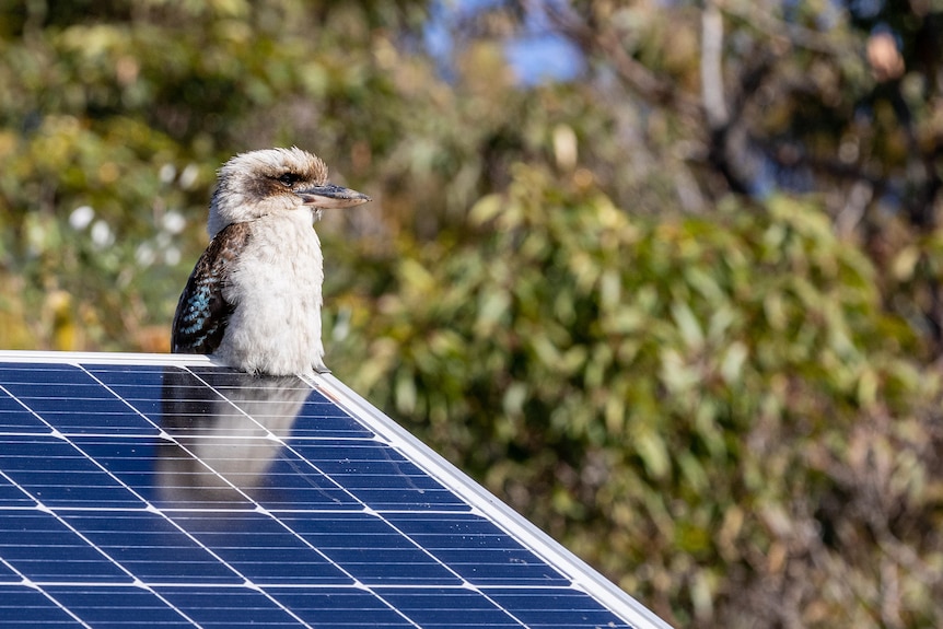 A kookaburra sits on the top edge of a small single solar panel for a cell tower in front of a bushland background